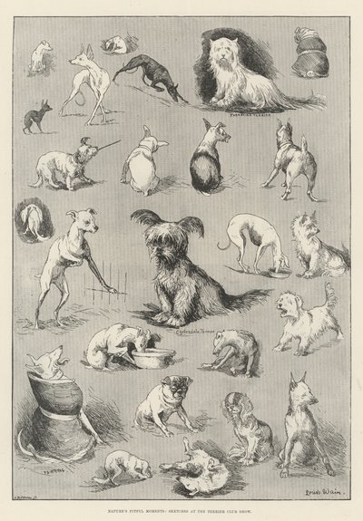Les moments capricieux de la nature, croquis au Terrier Club Show - Louis Wain